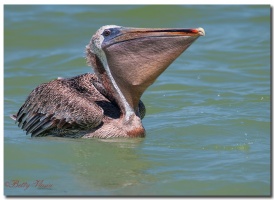 Pelicane