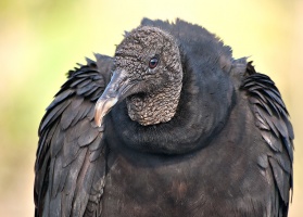 American Black Vulture