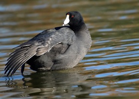 American Coot