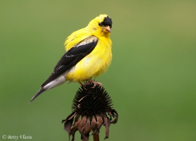 American Goldfinch