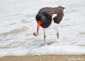 American Oystercatcher