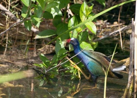 American Purple Gallinule