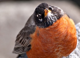 American Robin