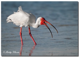 American White Ibis