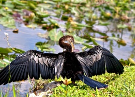 Anhinga