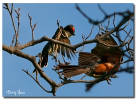 Barn Swallow Tree Swalow