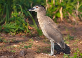 Black Crownwed Night Heron