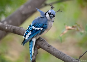 Blue Jay