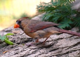 Cardinal