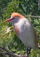 Cattle Egret