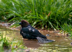 Common Grackle