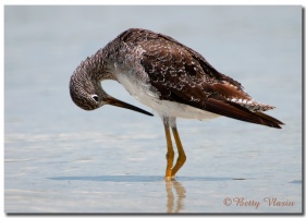 Common Snipe-Lesser Yellowlegs