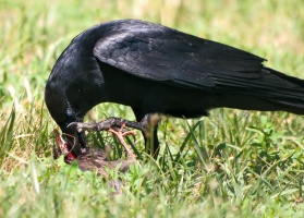 Crow