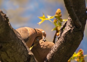 Various Birds