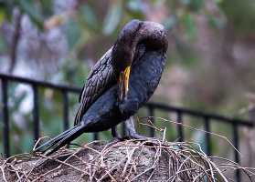 Double Creste Cormorant