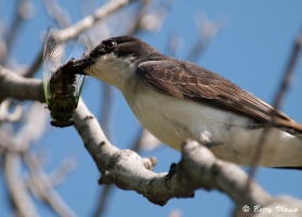 Eastern Kingbird