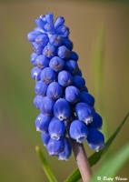 P4091006