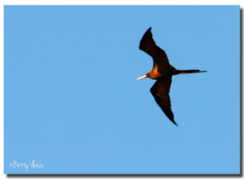 Frigate Bird