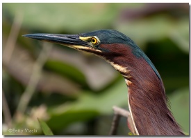 Green Heron