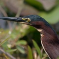 P4055360v