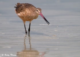 Marbled Godwit