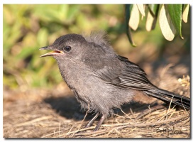 Northern Mockingbird