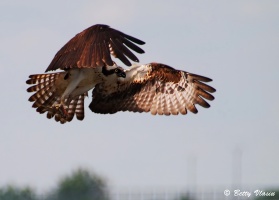 Osprey