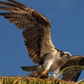 P4044264