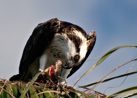 P4044390