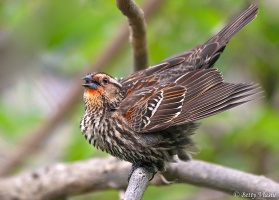 Red-Winged Blackbird