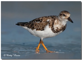 Ruddy Turnstone