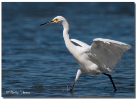 Snowy Egret