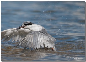 Tern