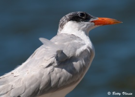 P9205039