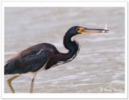 Tricolored Heron