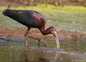 White faced Ibis