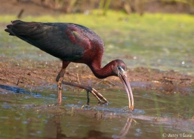 White Faced Ibis