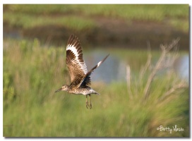 Willet