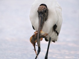 Wood Stork