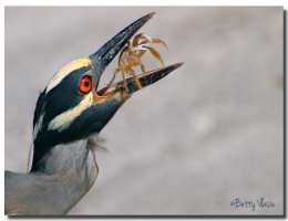 Yellow-Crowned Nicht Heron