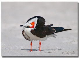 Black Skimmer