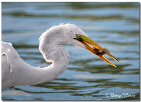 Great Egret