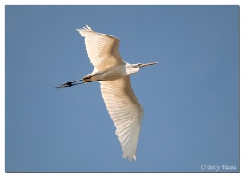 P5162166 mmcopy