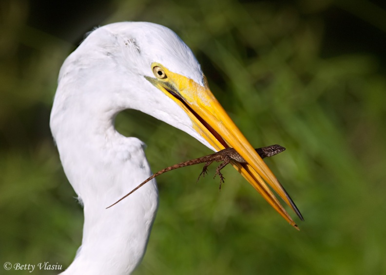 P9054527 acopy.jpg