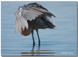 Reddish Egret