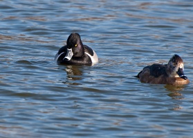 Duck & Canada Goose