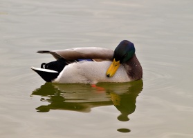 P1010352