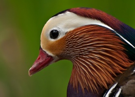 P5068425d