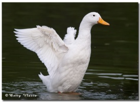 12750247895 a4c5d7985a b