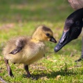 P4207615ab